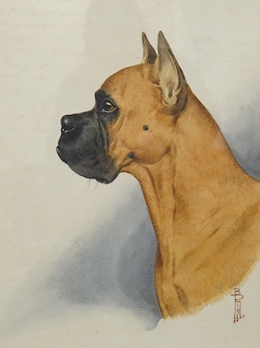 B. Rigby, two watercolours, studies of dogs, a Boxer and an Alsatian, each monogrammed, 40 x 30cm. Condition - foxing throughout